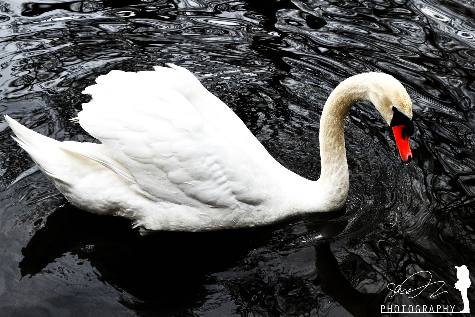 der Schwan