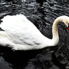 der Schwan