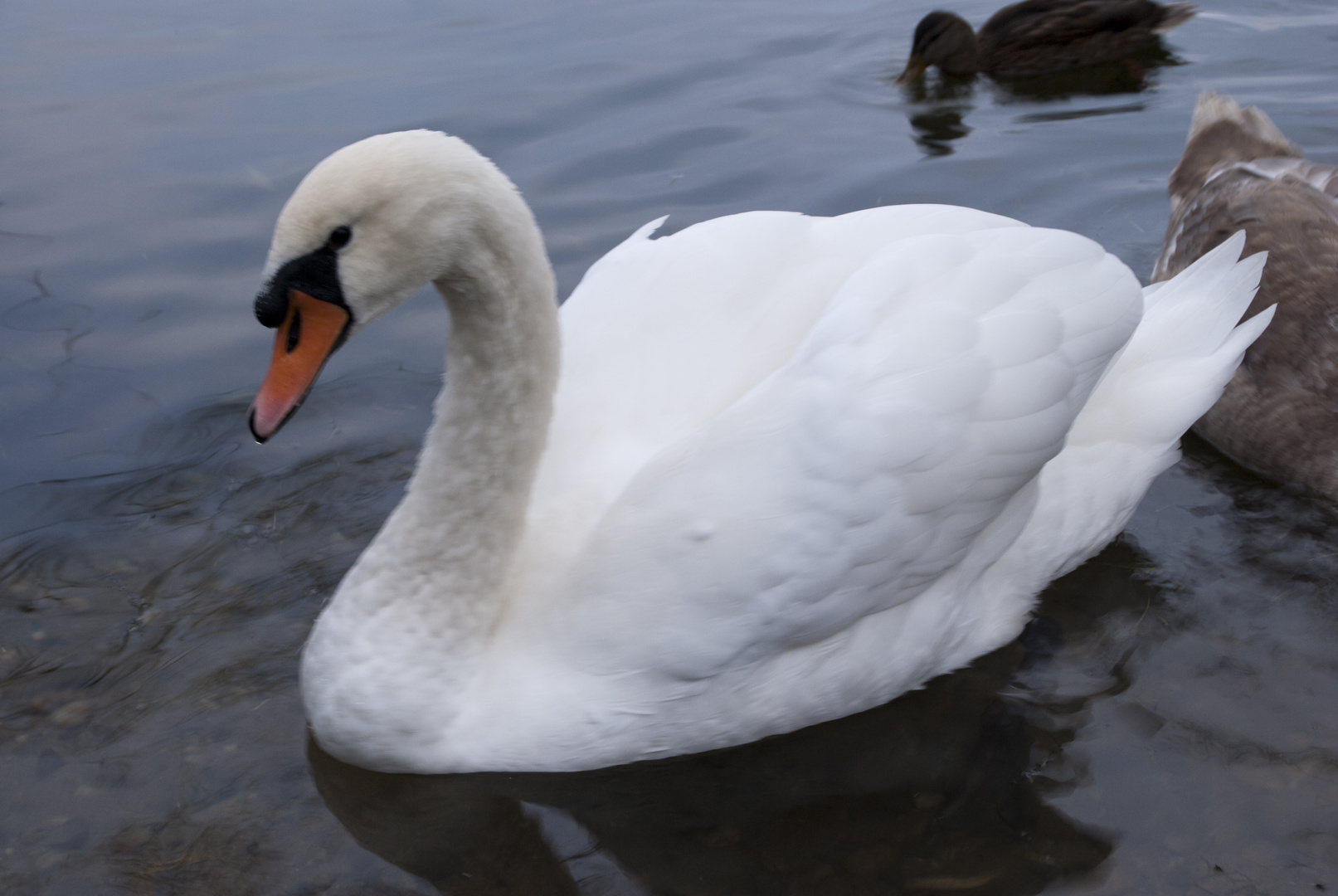 Der Schwan