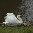 Der Schwan