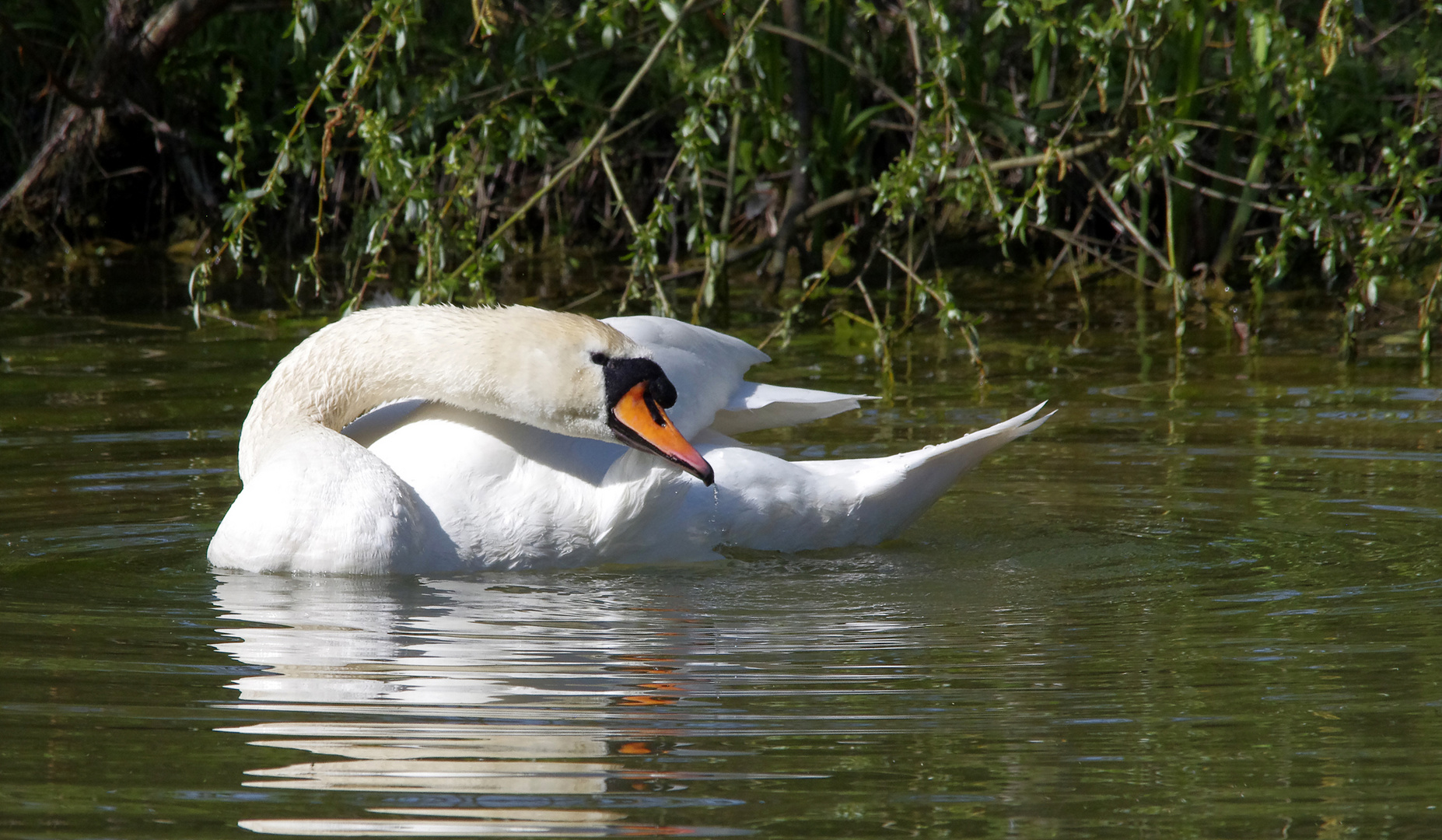 ...der Schwan