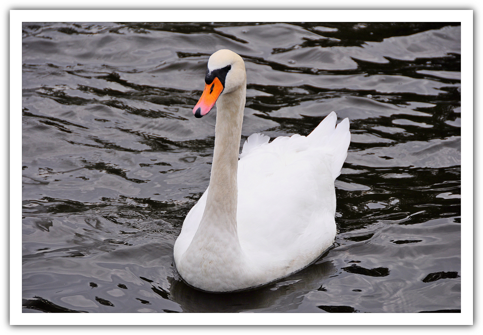 Der Schwan