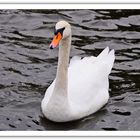 Der Schwan