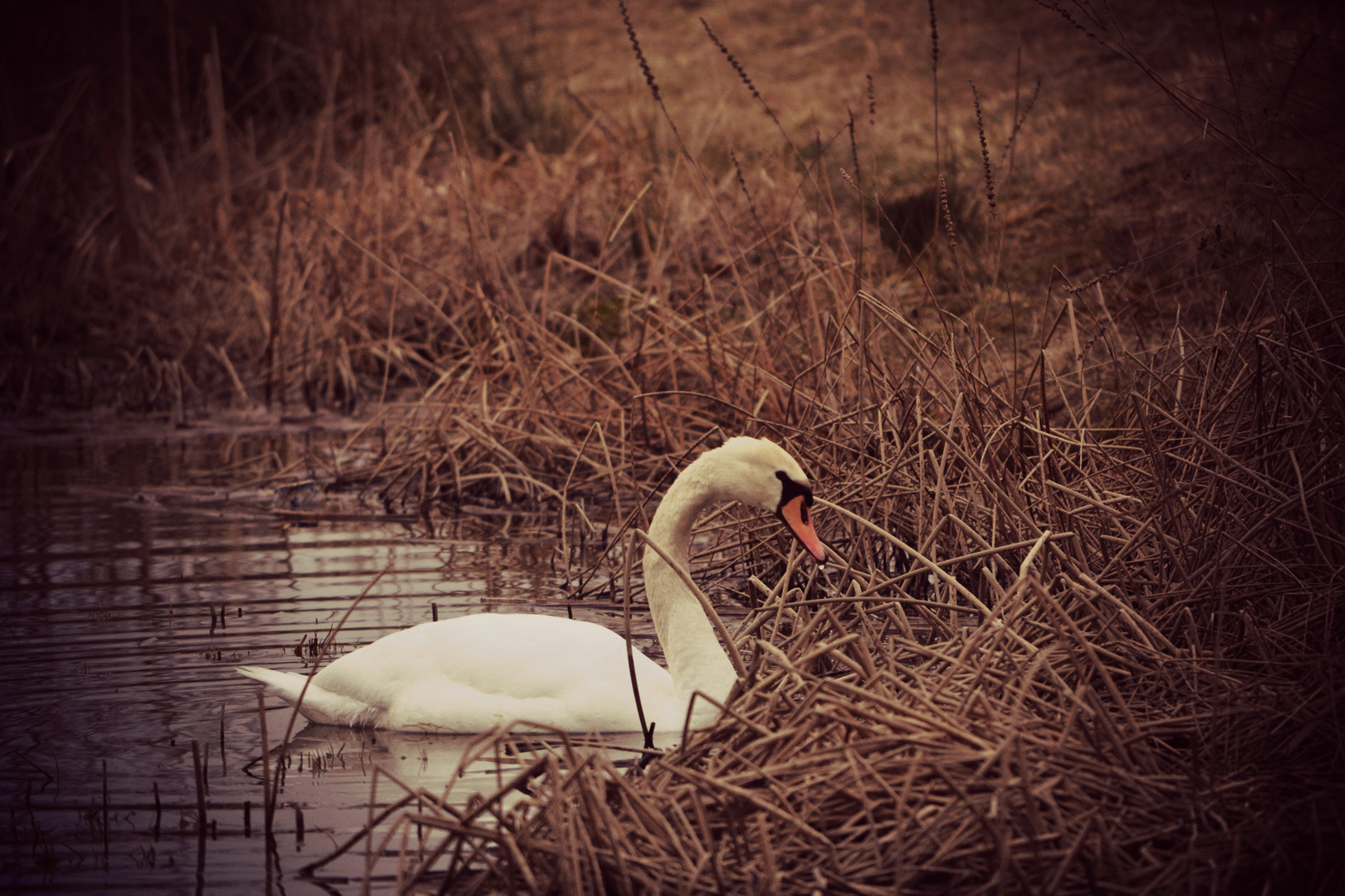 Der Schwan