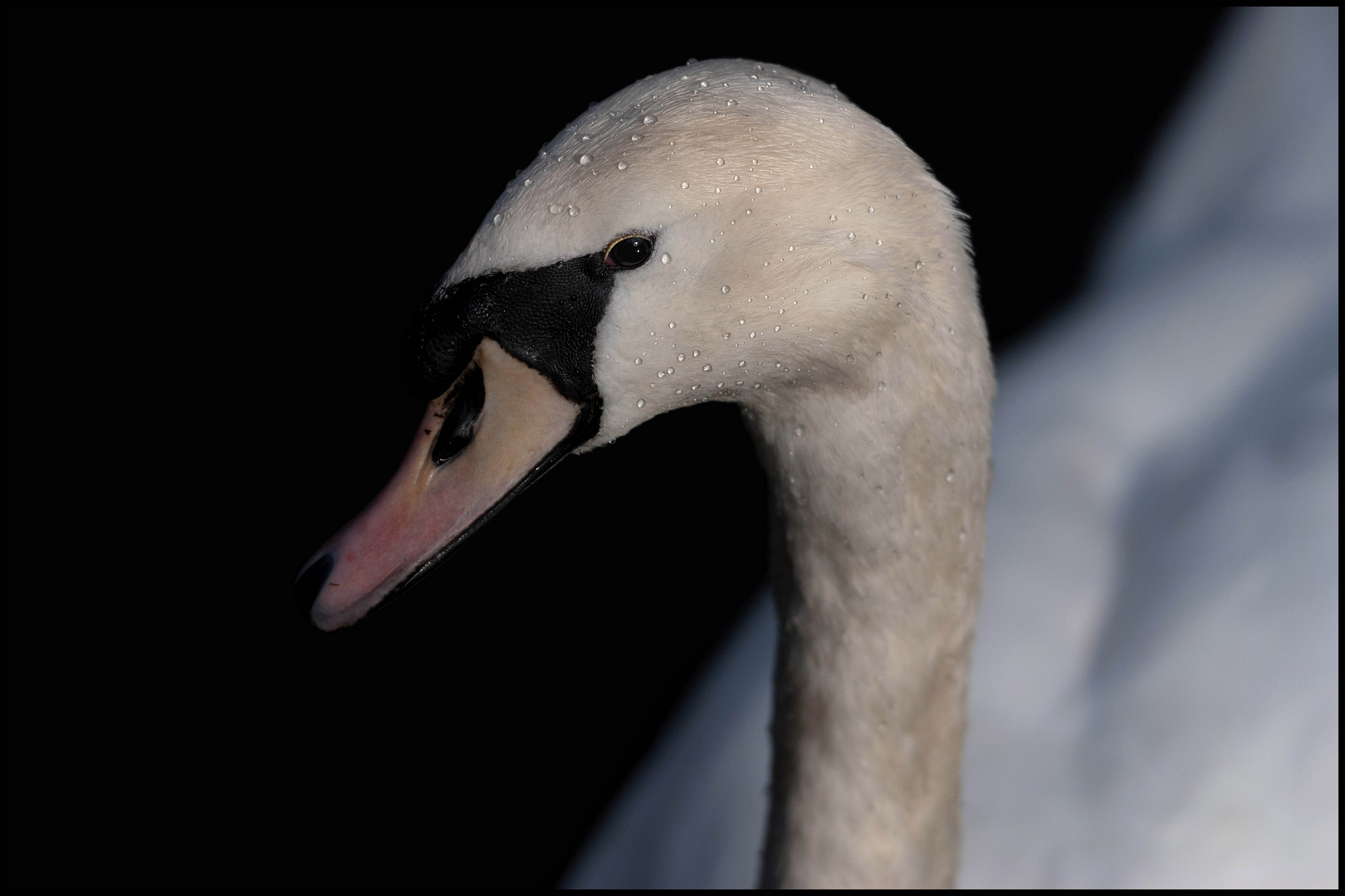 der Schwan