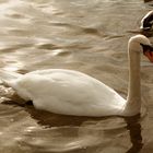 der schwan