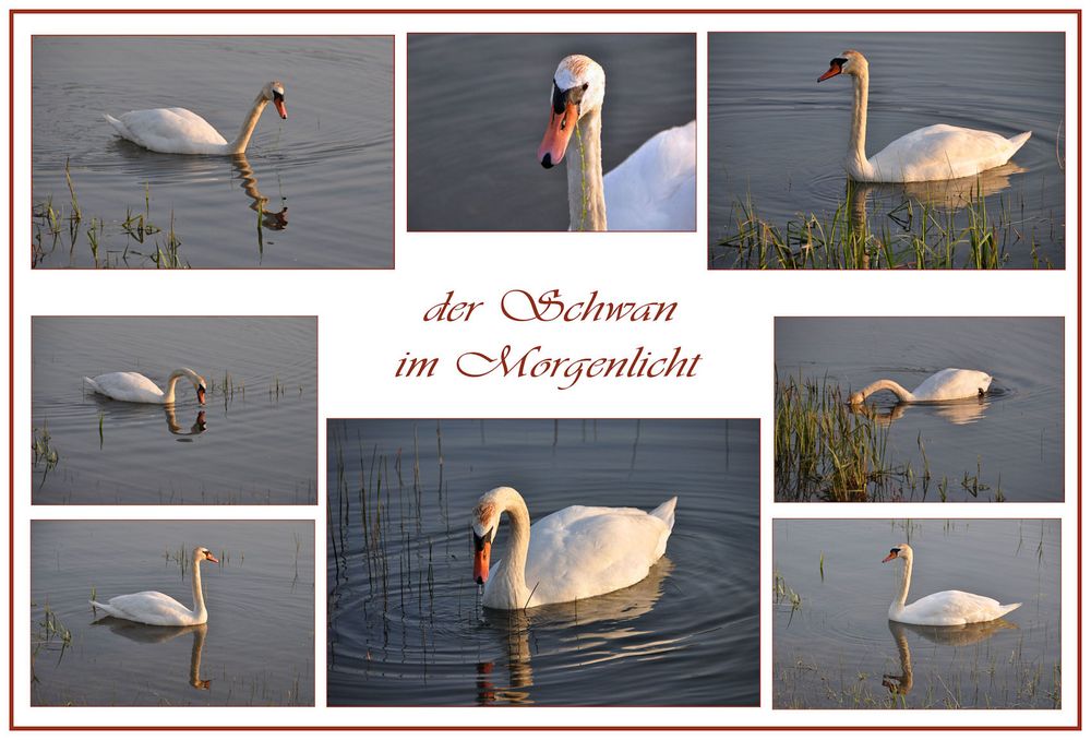 der Schwan...