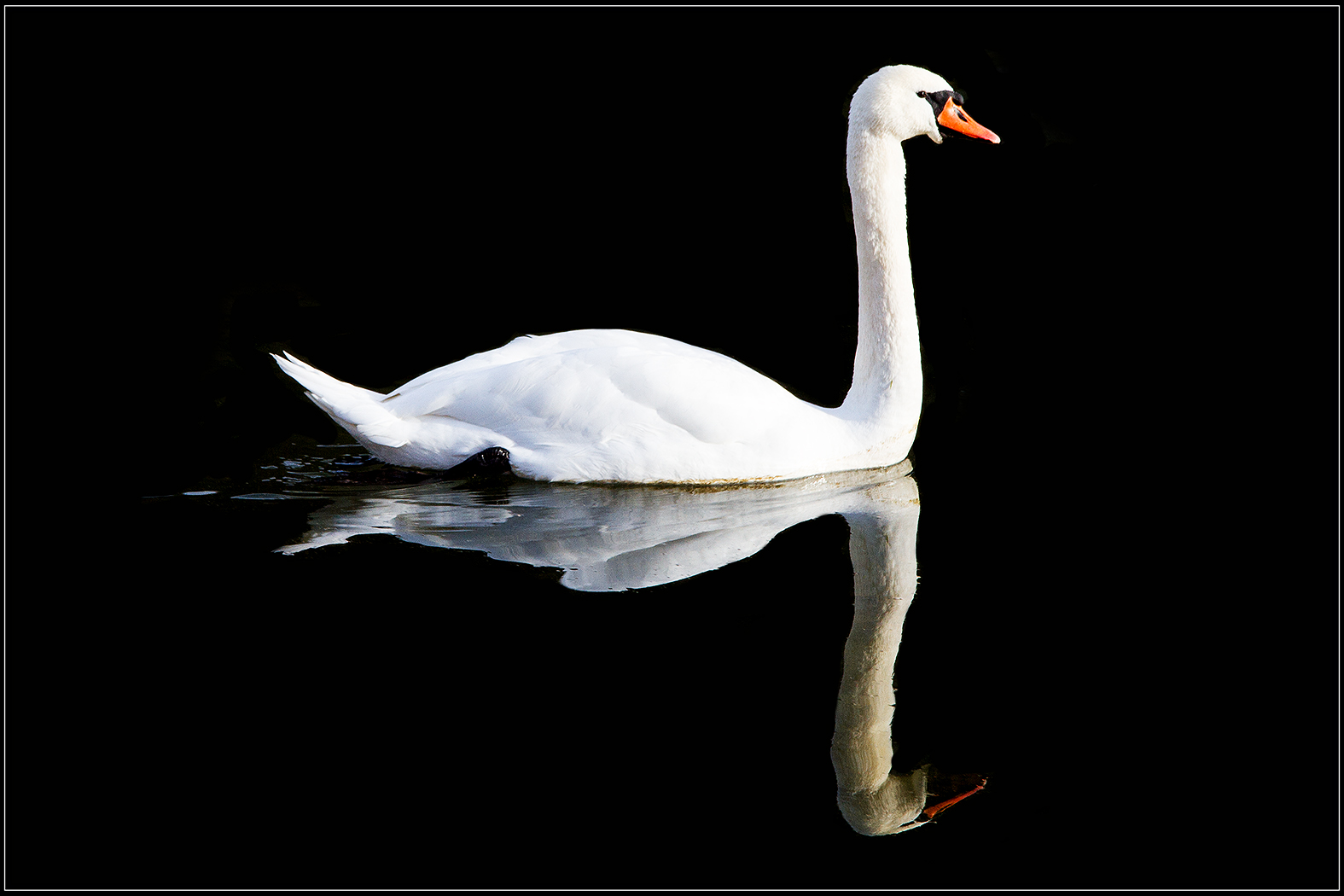 der Schwan