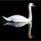 der Schwan