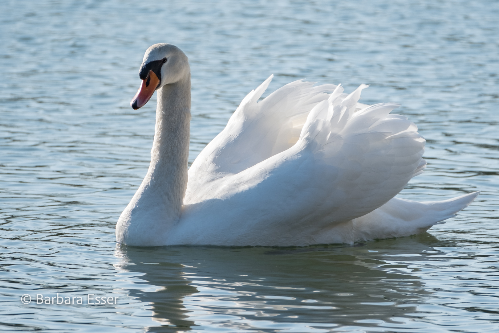 Der Schwan