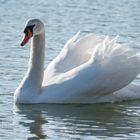 Der Schwan