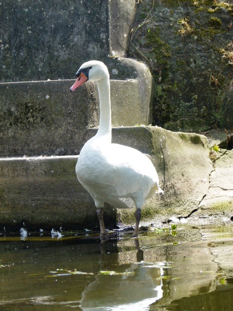 Der Schwan