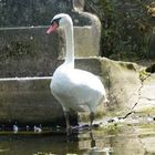 Der Schwan