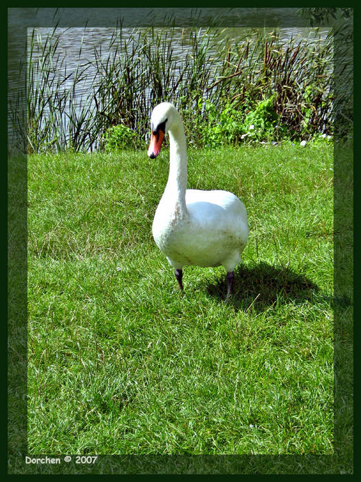 Der Schwan