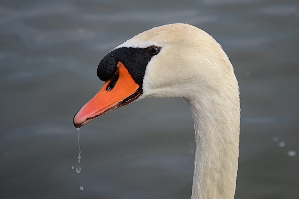 der schwan