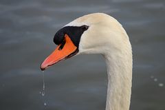 der schwan