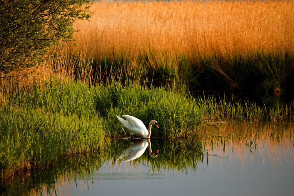 Der Schwan von dbock1 