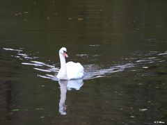 Der Schwan