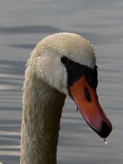 Der Schwan