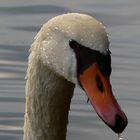 Der Schwan