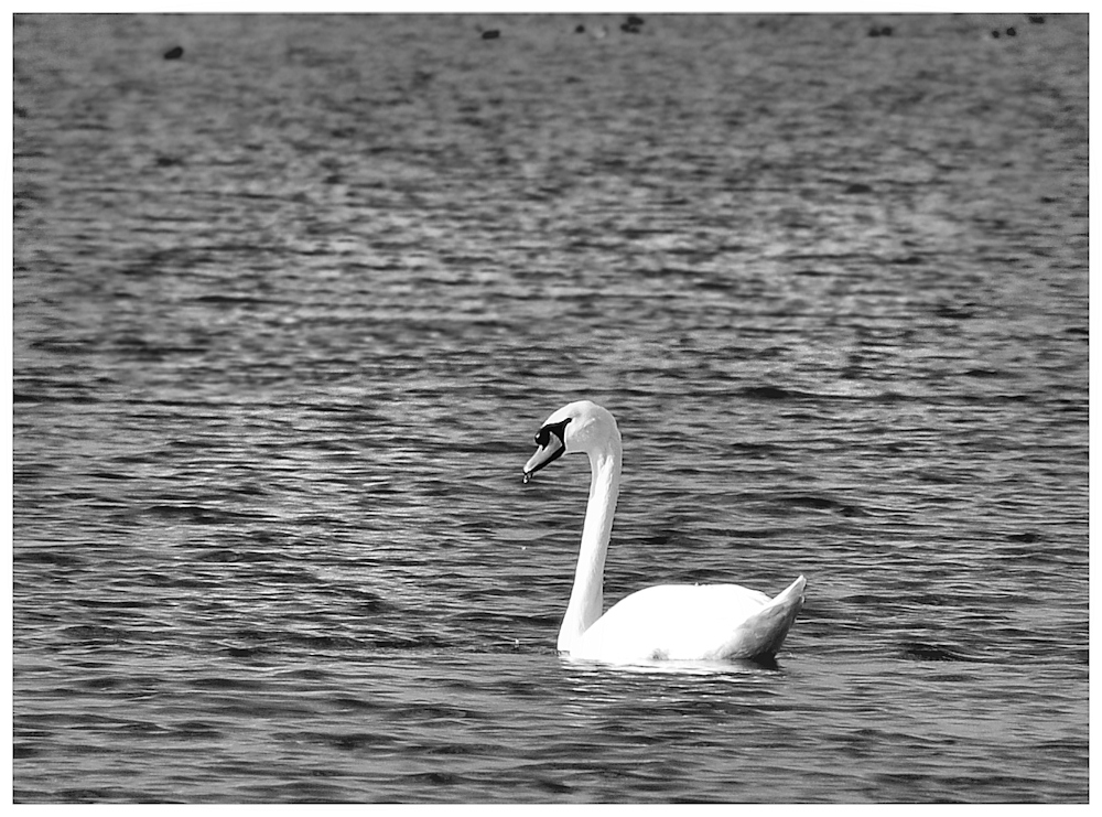 Der Schwan