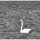 Der Schwan