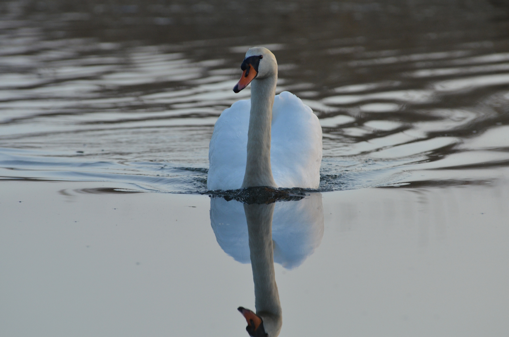 Der Schwan Der Schwan