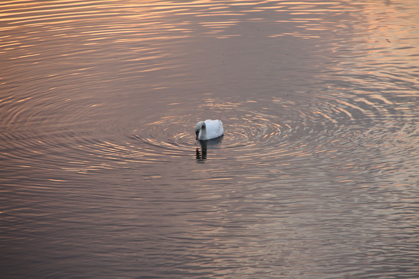 Der Schwan als Zentrum