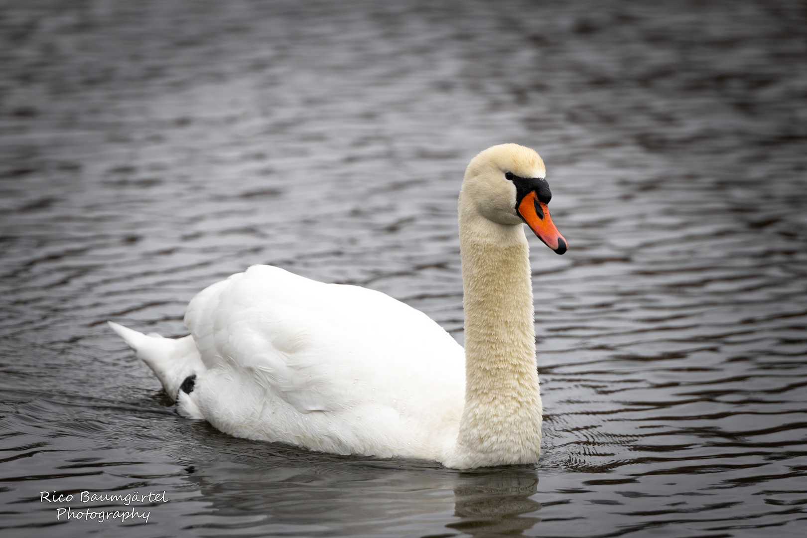 Der Schwan  --- am 03.03.2023