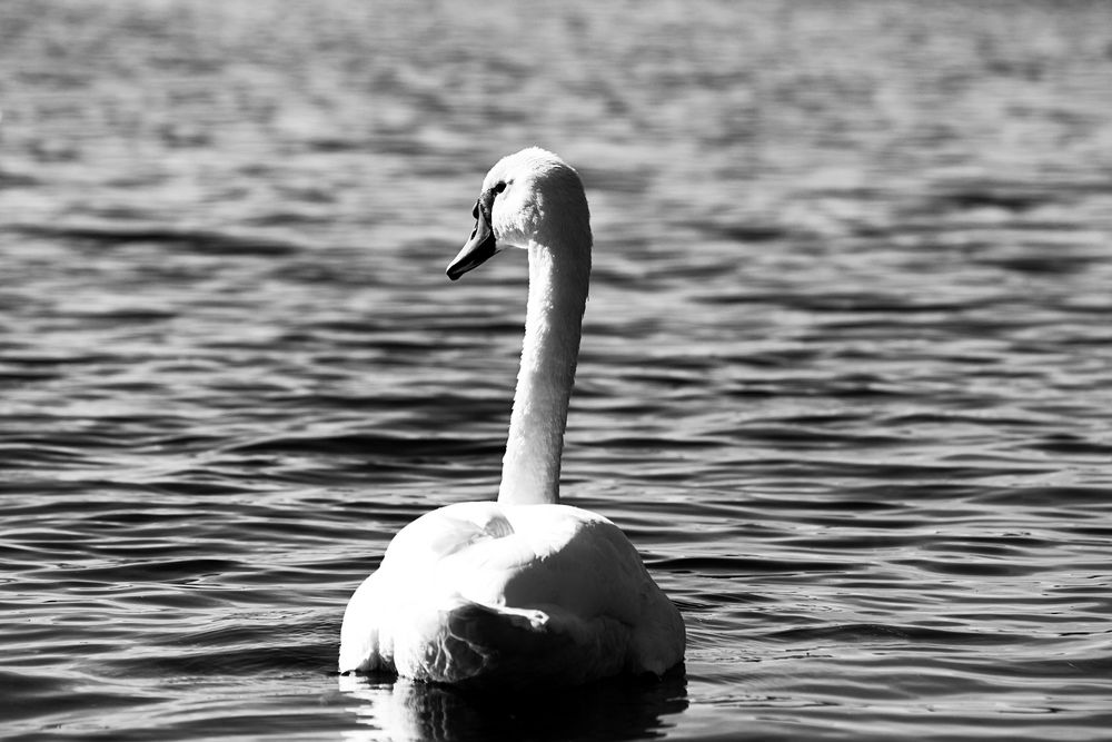 || Der Schwan - Am Bodensee ||