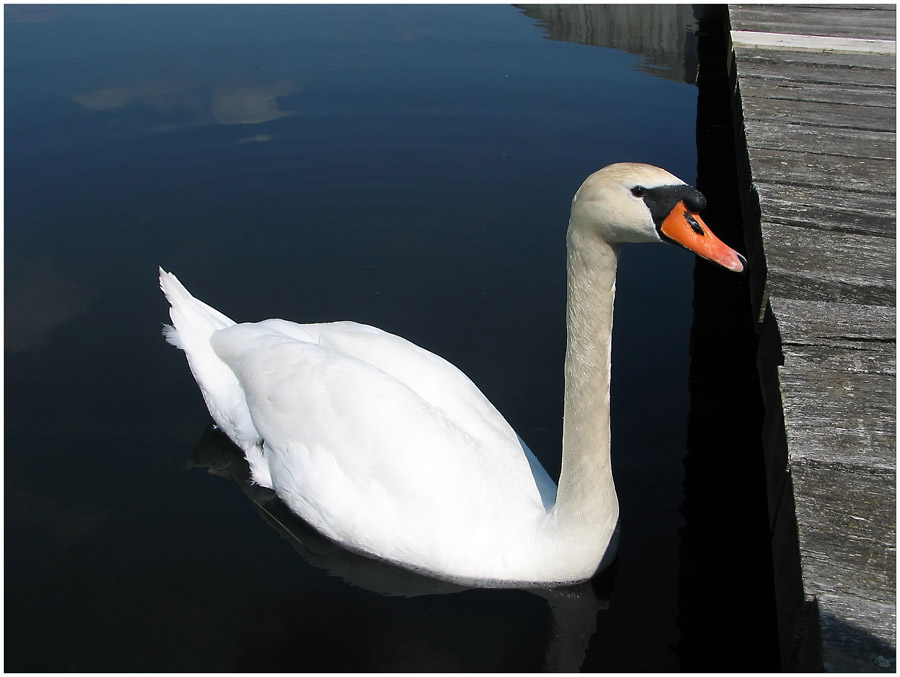 der Schwan am Bootssteg