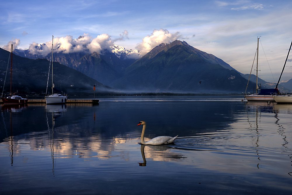 Der Schwan am Lago