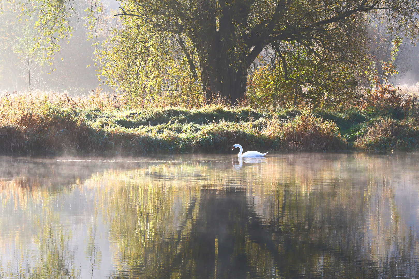 Der Schwan am Morgen