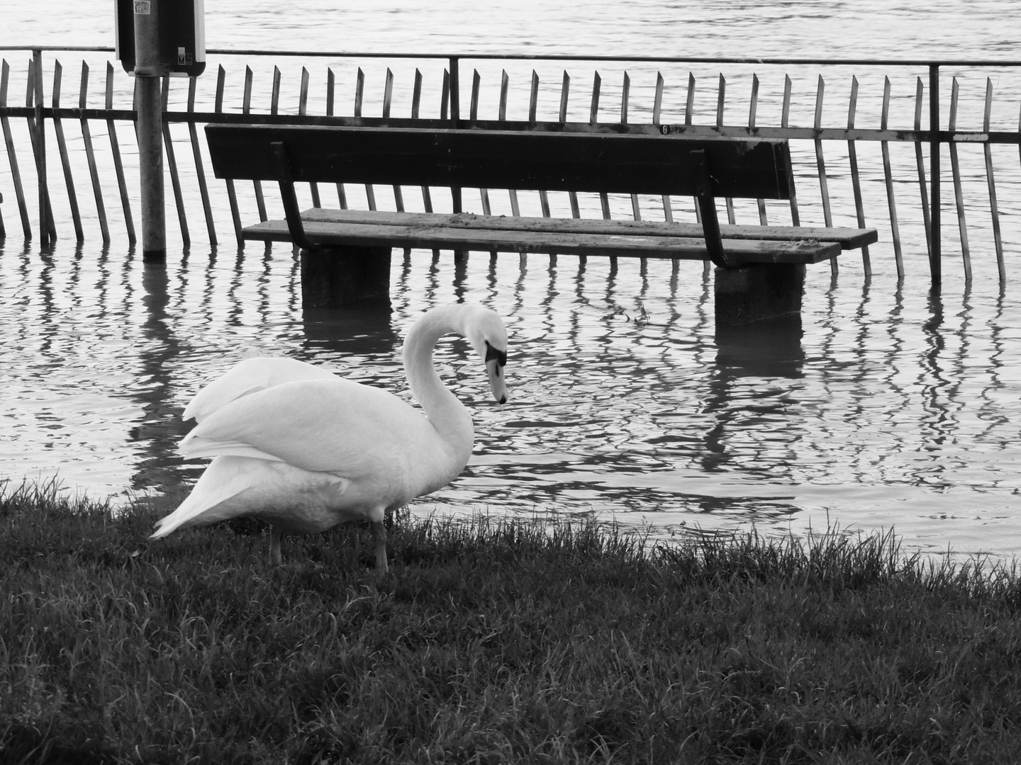 Der Schwan am Rhein