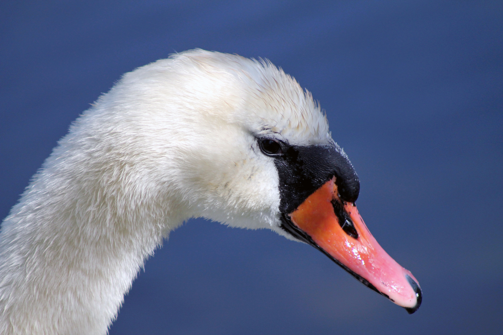 Der Schwan am Scharmützelsee