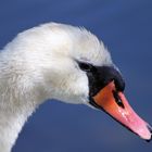 Der Schwan am Scharmützelsee