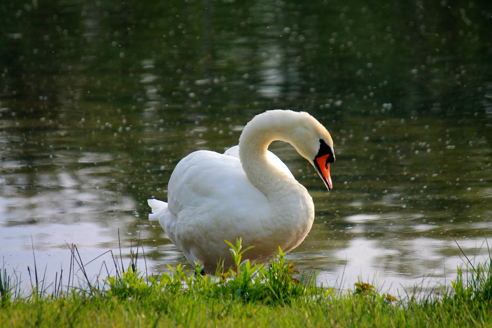 Der Schwan am See