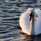 Der Schwan auf dem Rhein