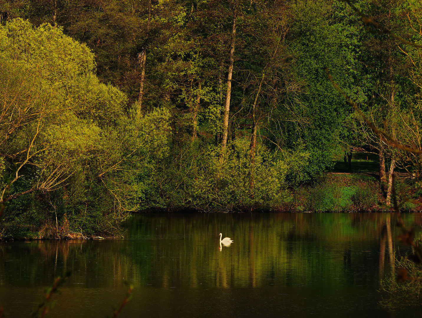 Der Schwan auf dem See 