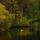 Der Schwan auf dem See 