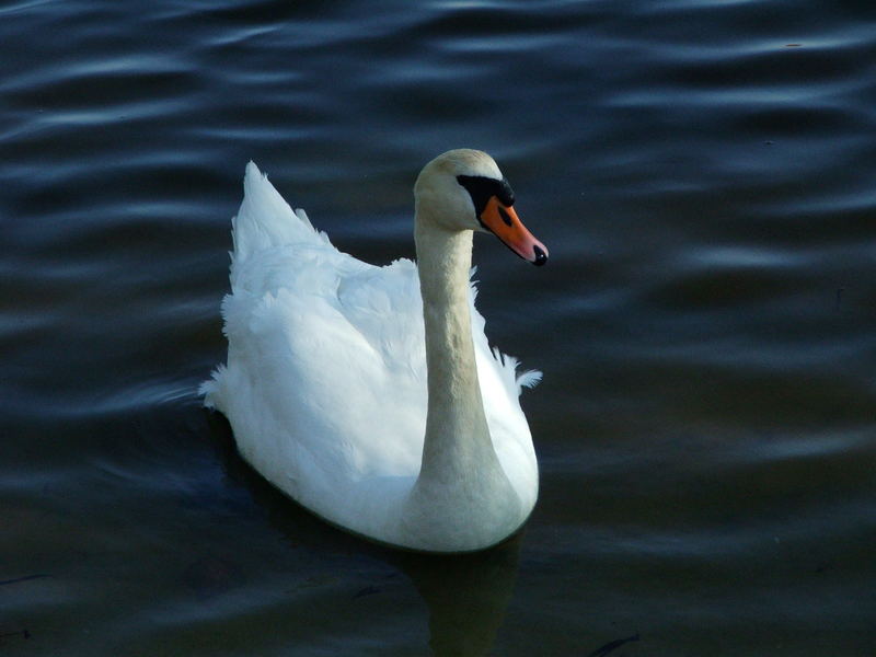 Der Schwan auf dem See