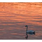 der Schwan auf dem Tegler see