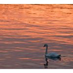 der Schwan auf dem Tegler see