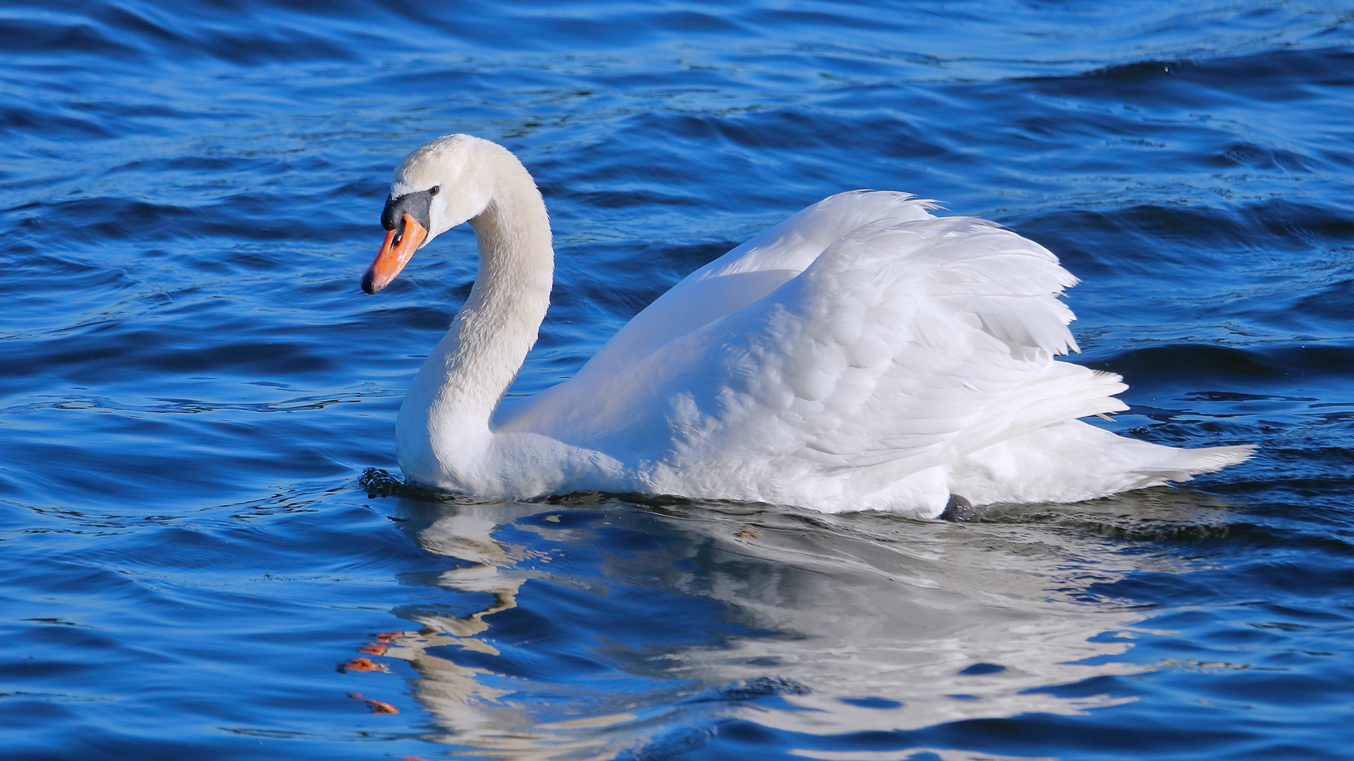 Der Schwan auf der Trave