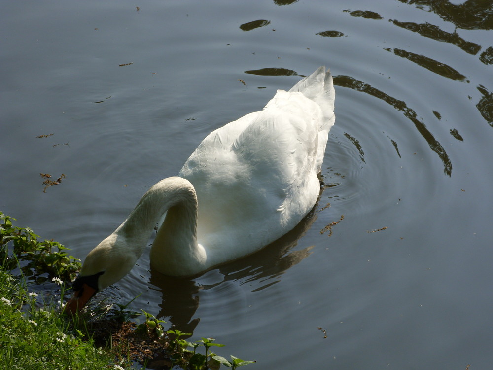 Der Schwan auf Futter suche