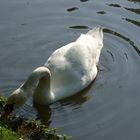 Der Schwan auf Futter suche