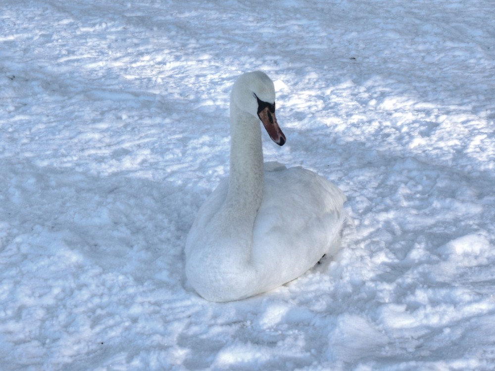 Der Schwan auf gefrorenem See macht noch keinen Schwanensee