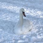 Der Schwan auf gefrorenem See macht noch keinen Schwanensee