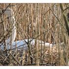 Der Schwan auf seinem Nest.Die nächste Generation ist im Werden.