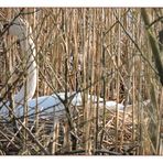 Der Schwan auf seinem Nest.Die nächste Generation ist im Werden.